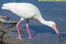 white ibis